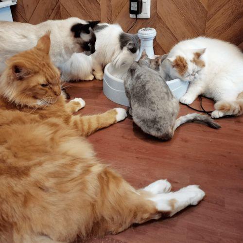 吃瓜娱乐君折耳猫,吃瓜娱乐君带你揭秘网红宠物的魅力与争议  第3张